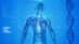 human-skeleton-163715