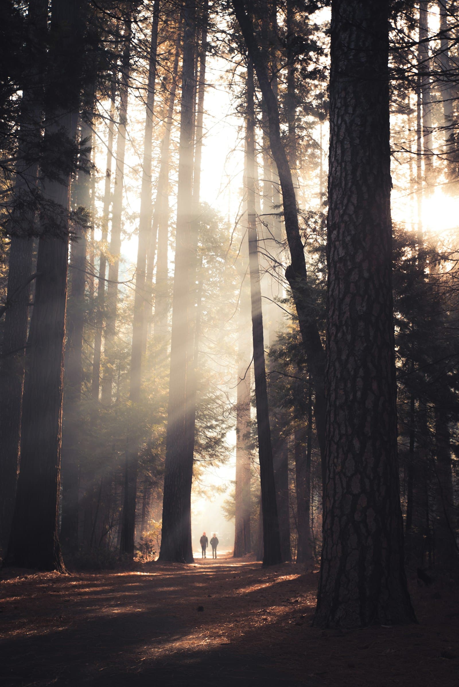 Zwei Personen gehen bei tief stehender Herbstsonne durch einen Wald